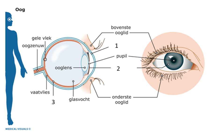 Het Oog Van De Wereld