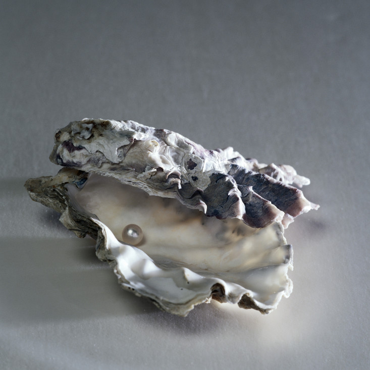 Hoe Ontstaat Een Parel In Een Oester