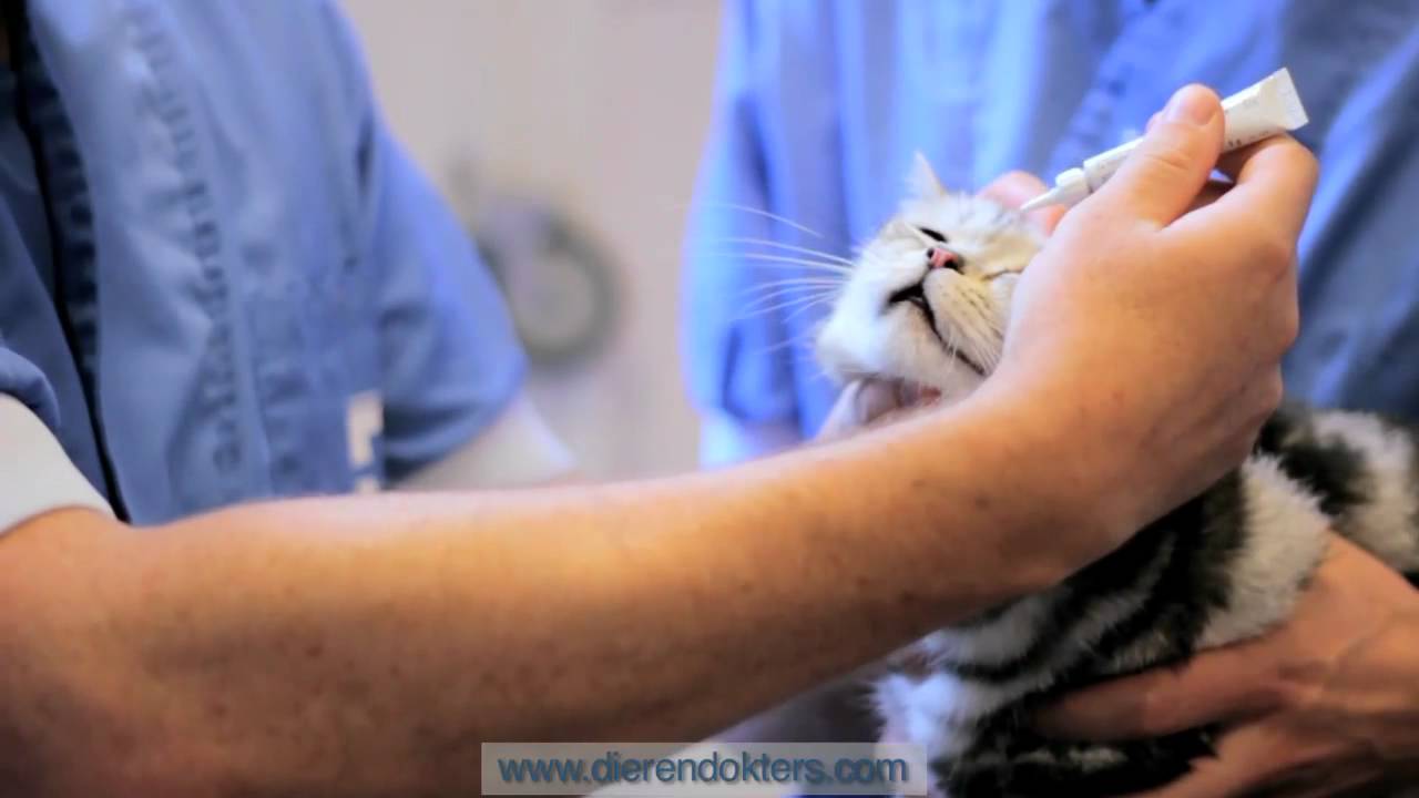 Ogen zalven of druppelen bij de kat. - YouTube - Falen Voor De Ogen Van Andere