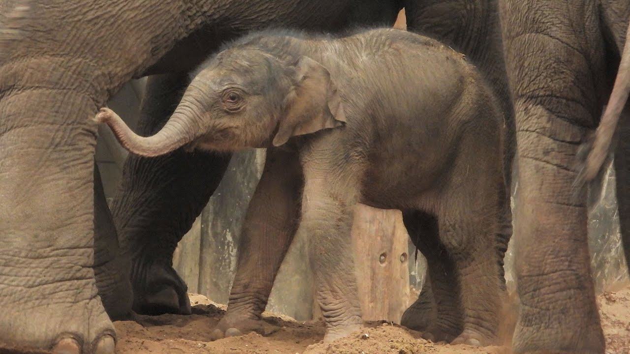 Olifantje geboren in DierenPark Amersfoort - YouTube - Hoeveel Olifanten Zijn Er Op De Wereld