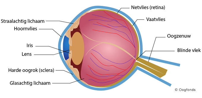 Staafjes En Kegeltjes In Het Oog