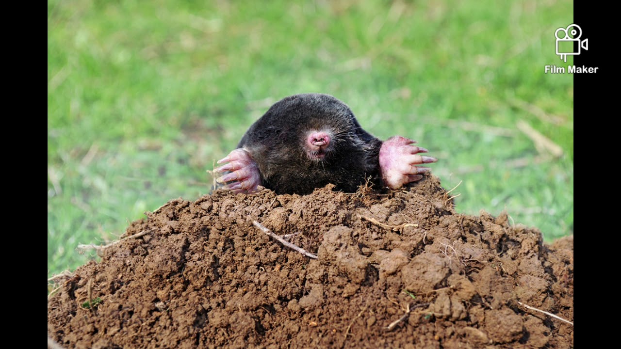 Onder de grond (mol) #Peuterliedje - YouTube - Waarom Komt Een Mol Boven De Grond