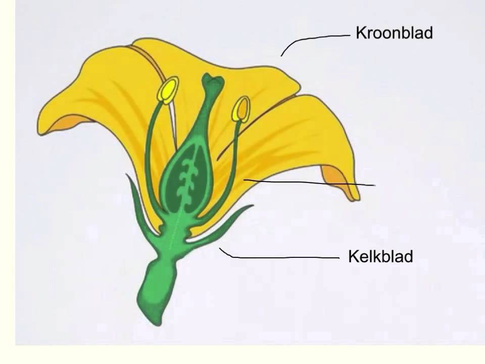 onderdelen bloem - YouTube - Wat Is Een Natuurgetrouwe Tekening