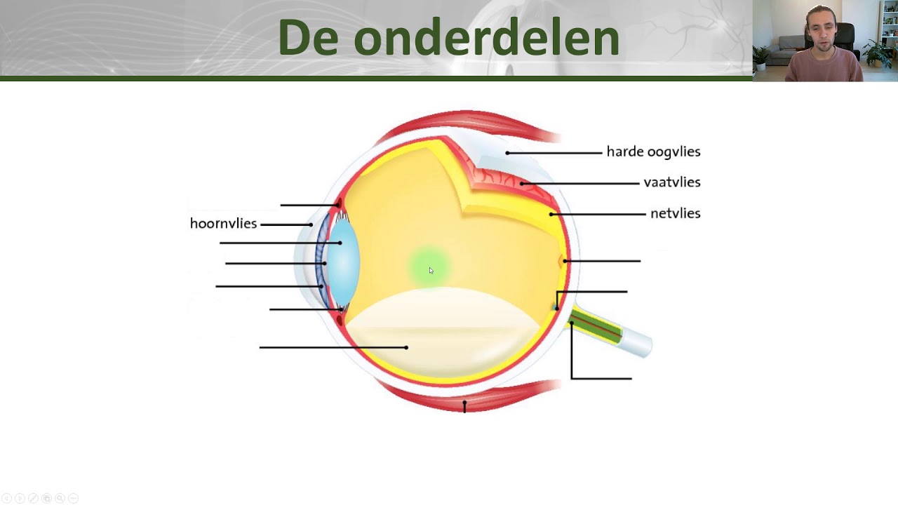 Onderdelen van het oog - Anatomie - Klas 1 - YouTube - Waar Zitten De Ogen Van Een Slak