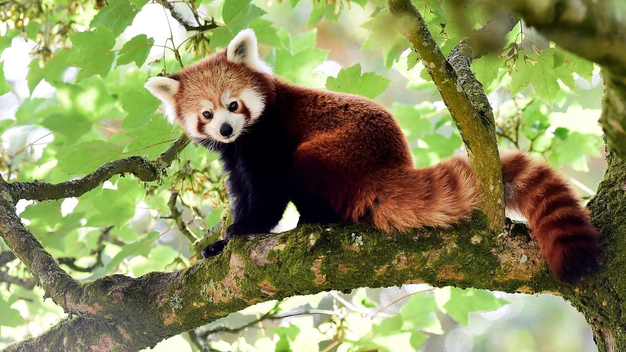 Hoeveel Rode Panda's Zijn Er Nog