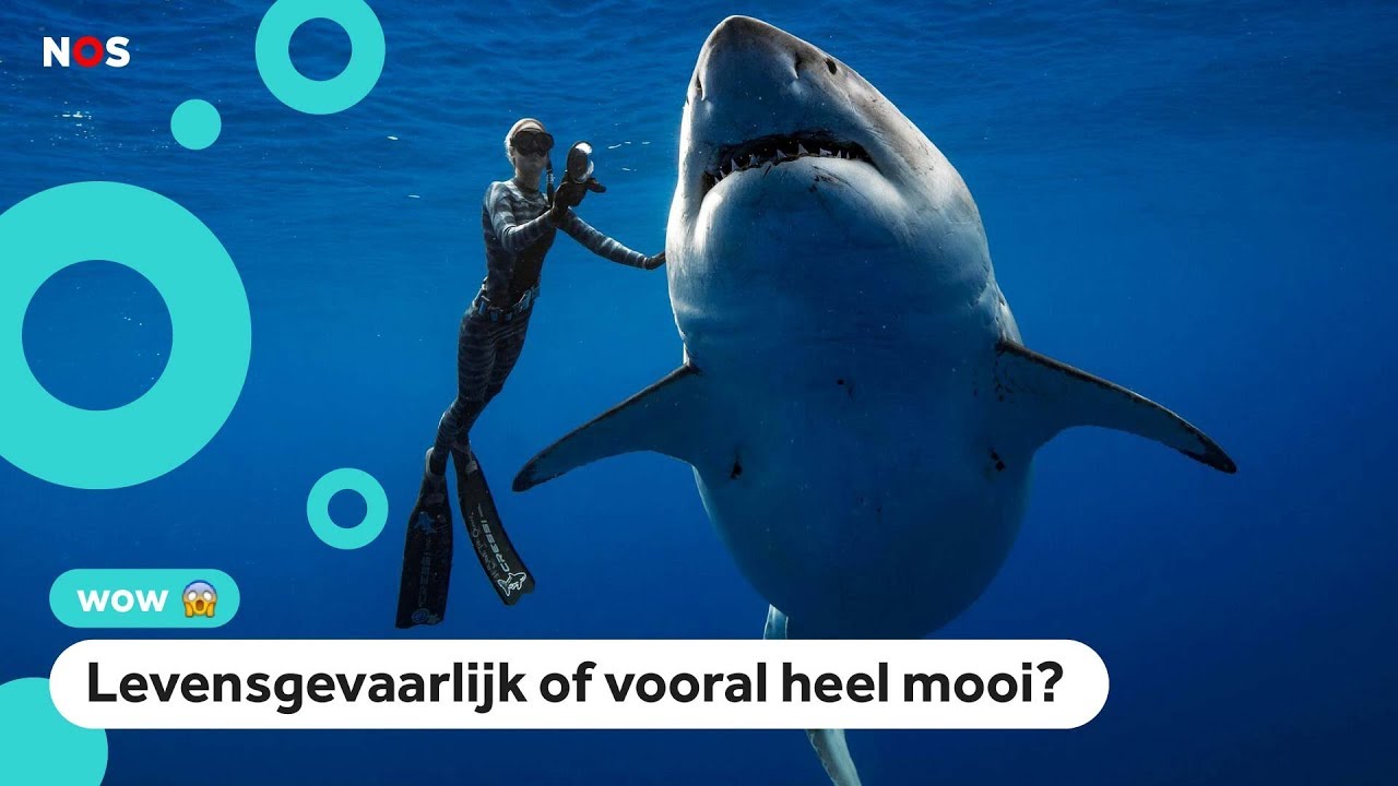 Onderzoeker zwemt naast gigantische mensenhaai - YouTube - Welke Haaien Zijn Gevaarlijk Voor Mensen