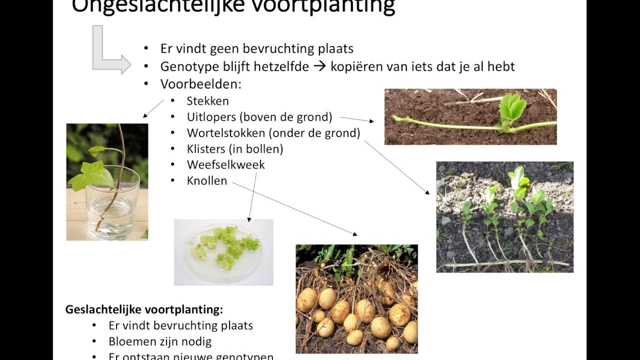 Waarmee Planten Gisten Zich Meestal Voort