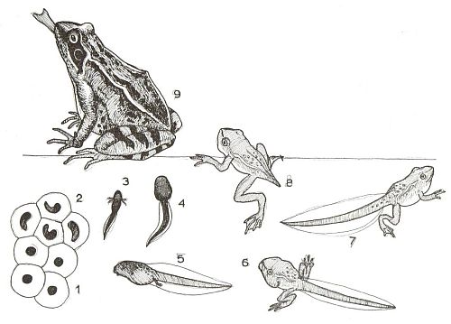 Ontwikkeling van gewervelde dieren - Amfibieën - Welke Twee Functies Heeft De Staart Van Een Kikkervisje