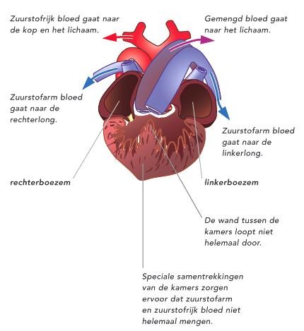 Hebben Alle Dieren Een Hart