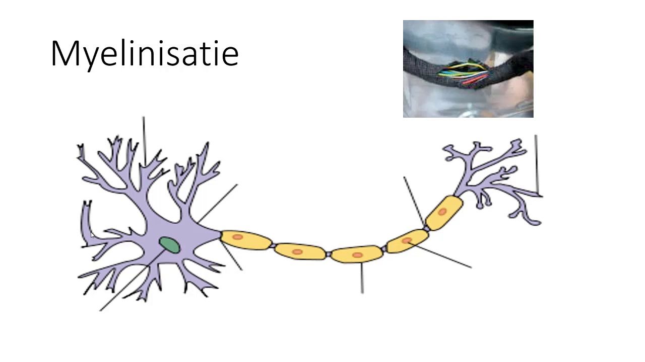 Wat Is Het Autonome Zenuwstelsel