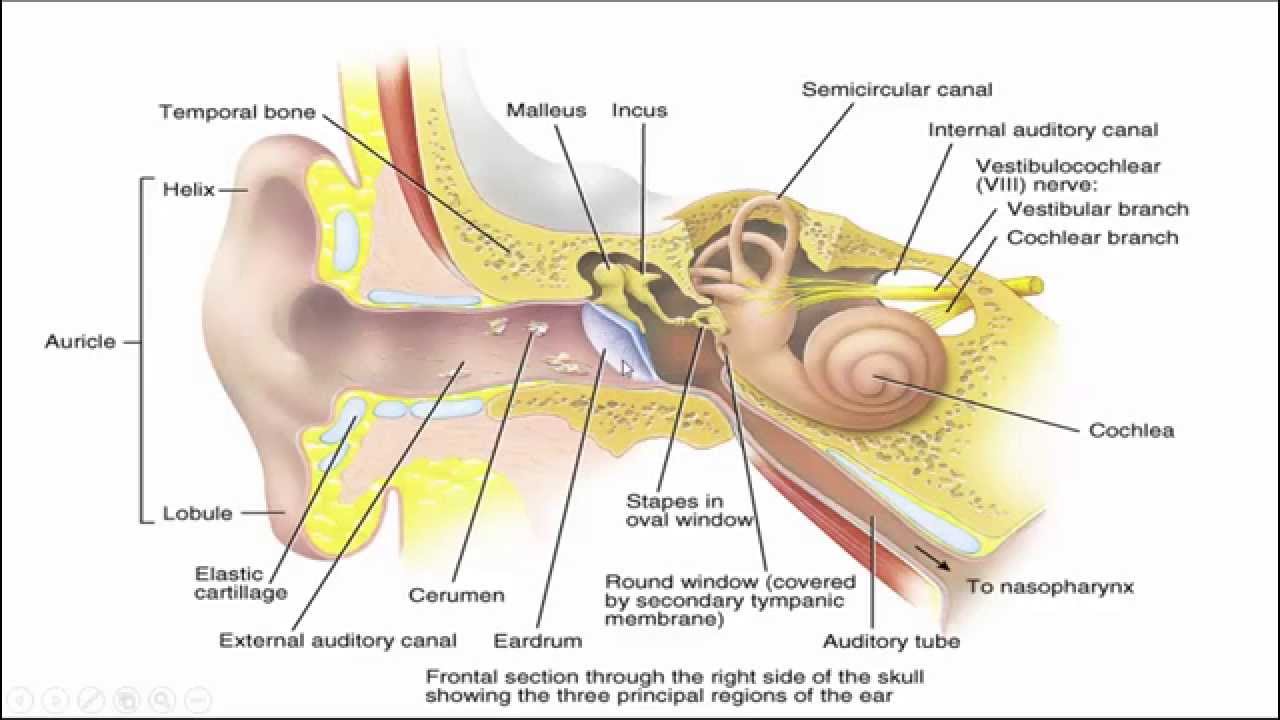 oor anatomie en fysiologie - YouTube - Het Ene Oor In Het Andere Oor Uit