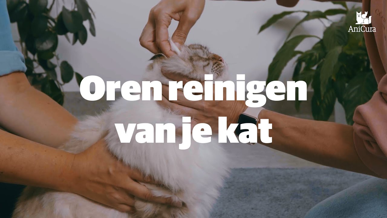 Oordruppels oorreiniger voor je kat - YouTube - Hoe Breng Je Oordruppels In