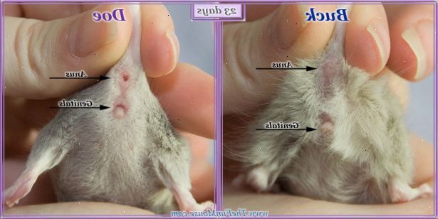 Op de foto zie je het geslacht van een rat | Knaagdieren, Muis, Muizen - Verschil Tussen Kat En Poezen