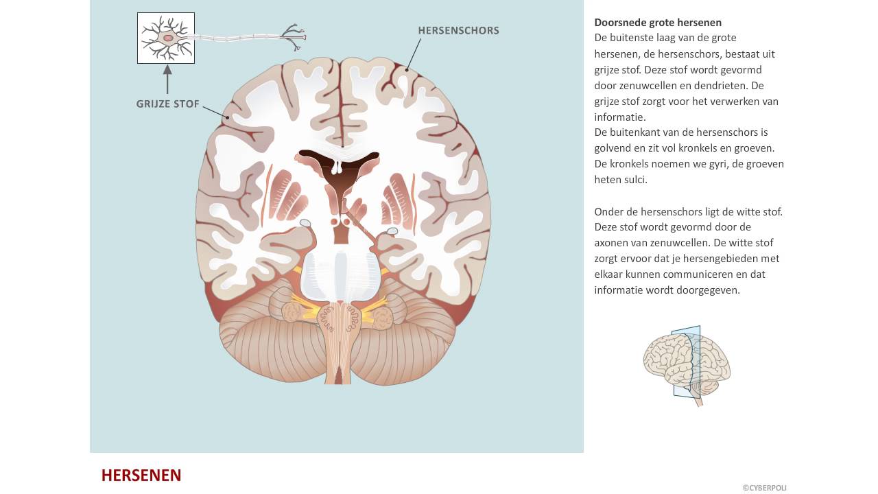 Opbouw hersenen - Epilepsie - YouTube - In Welke Gebieden Komt Parkinson Voor