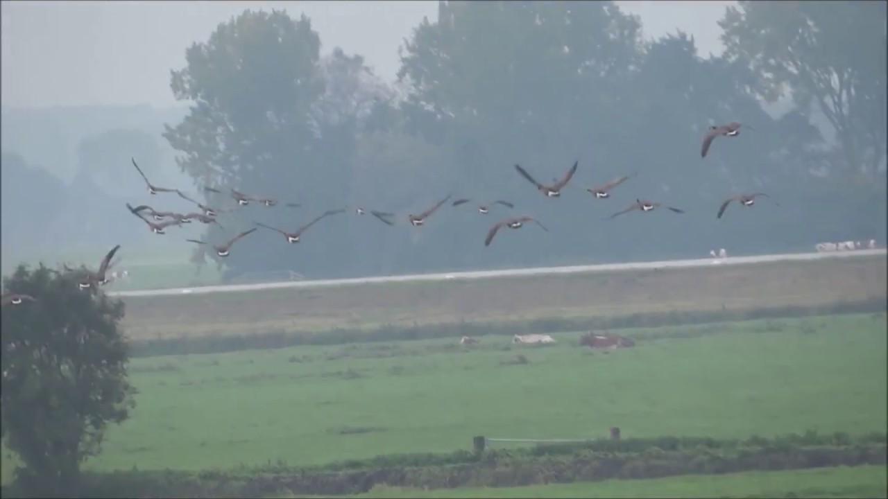 Waar Gaan Ganzen Heen In De Winter