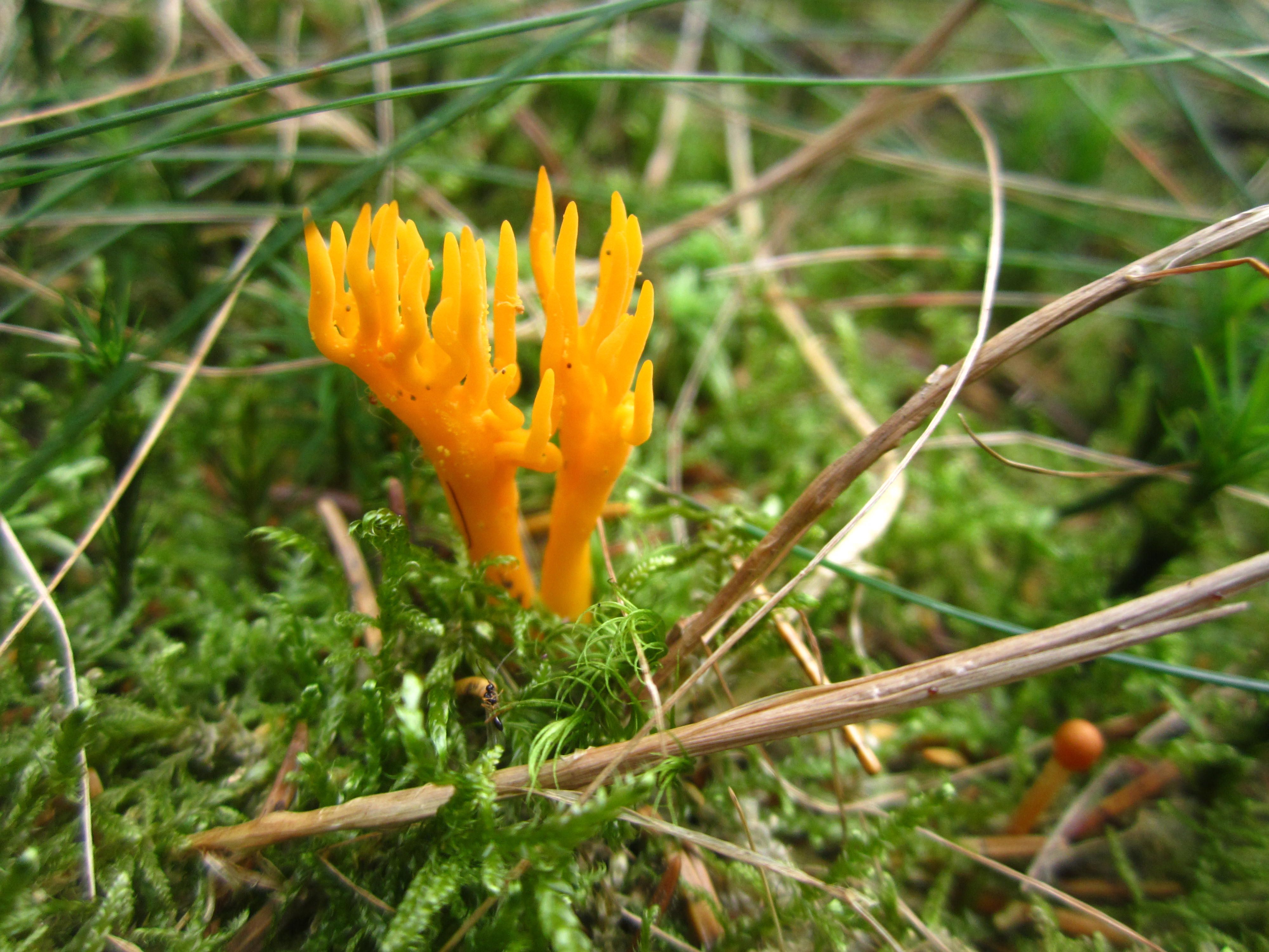 Oranje paddenstoel in de Ardennen (oranje koraalzwammetjes) - Paddenstoel Die Vaak Groepsgewijs Op Hout Groeit