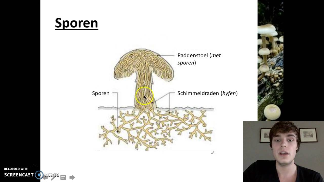 Ordening - Het rijk van de schimmels - YouTube - Waarmee Planten Gisten Zich Meestal Voort