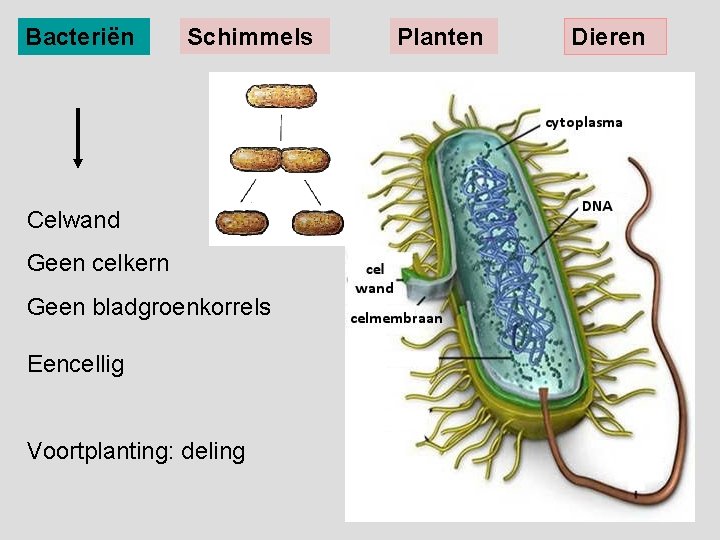Ordening Organismen Rijken Bacterin Schimmels Planten Dieren Celwand - Welke Celkenmerken Heeft De Schimmel Die Roos Veroorzaakt