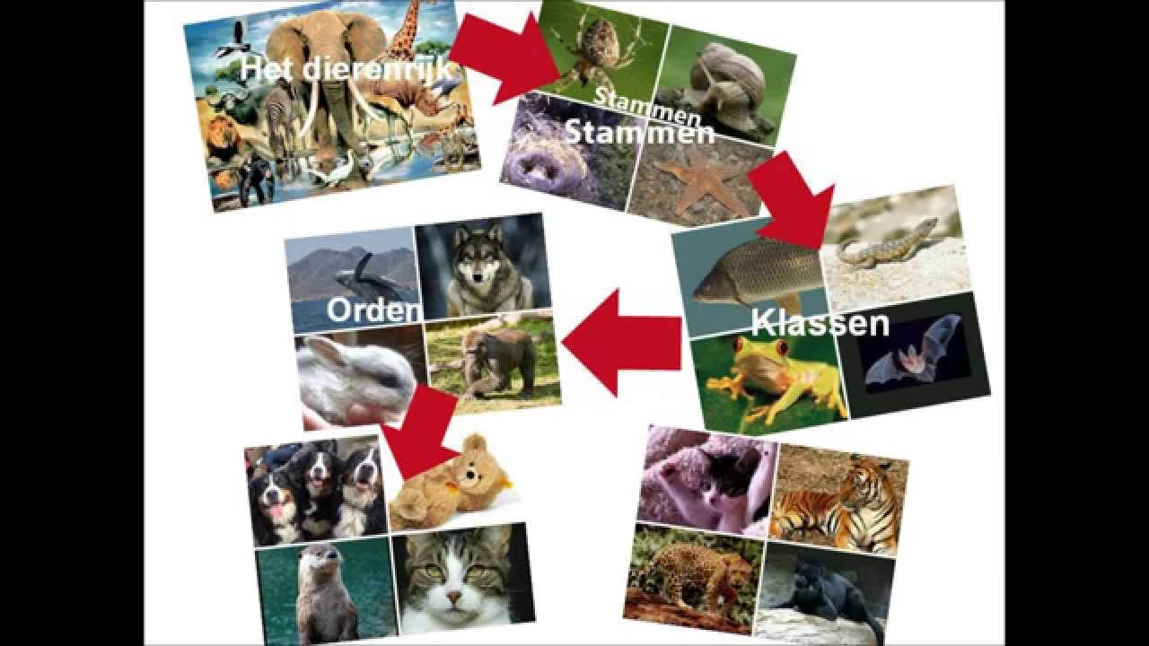 Ordening van het dierenrijk - YouTube - Welke Dieren Stammen Af Van Dino's