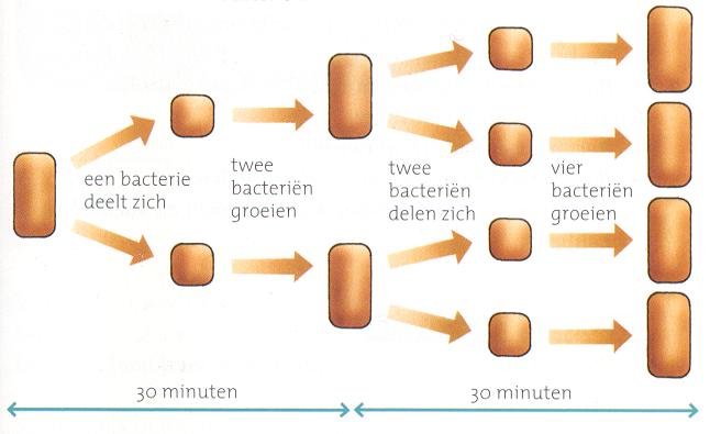 Ordtek - Hoe Plant Een Bacterie Zich Voort