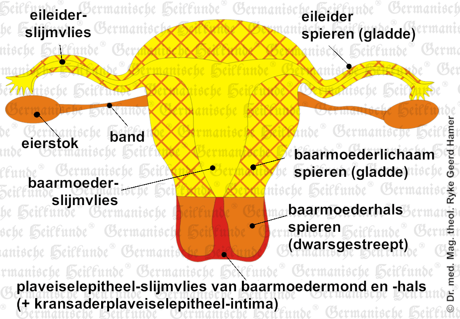 Orgaan eileider – symptomen - Hoeveel Eierstokken Heeft Een Vrouw
