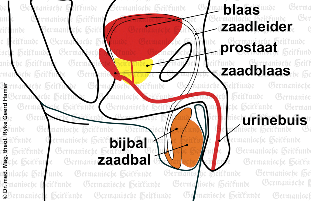 Orgaan prostaat – symptomen - Wat Is De Functie Van De Prostaat
