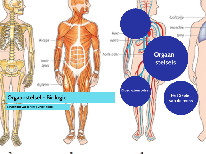 Orgaanstelsel - Biologie by Vincent Nijboer on Prezi - Bij Welk Orgaanstelsel Hoort De Lever