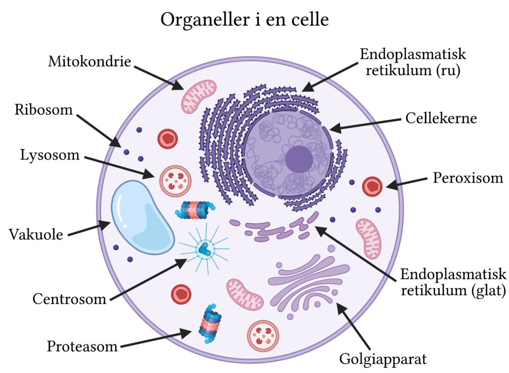 Organeller | Cellemembran, Dyrecelle, Plantecelle - Welke Functie Heeft Glucose In Cellen