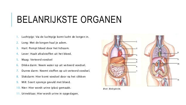 Organen - Welke 3 Organen Gaan Door Het Middenrif Heen