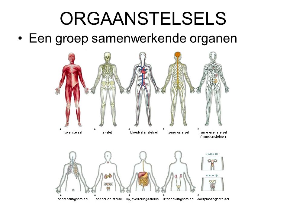 Organen en Cellen ppt video online download - Hoe Noem Je Een Groep Organen Die Samenwerken
