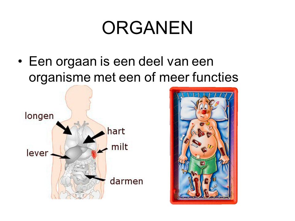 Een Deel Van Een Organisme Met Een Of Meer Functies