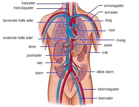 organen - Google zoeken | Menselijk lichaam, Het menselijk lichaam, Lichaam - Welk Orgaan Zit Er Links Onder Je Ribben