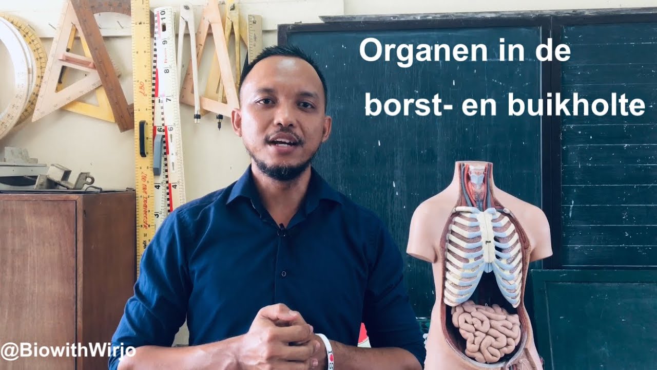 Organen in de borst en buikholte (VOJ) - YouTube - Dwarsdoorsnede Van De Buikholte Vlak Onder Het Middenrif