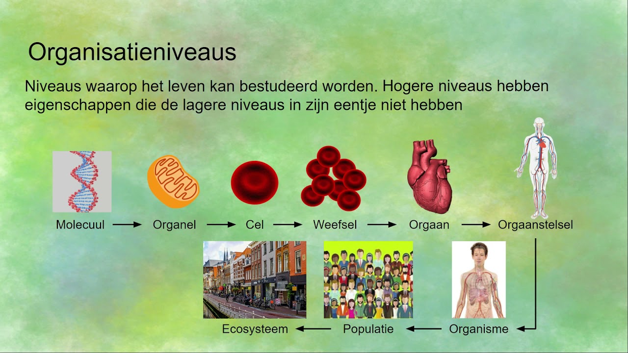 Een Organisatie Die Of Dat