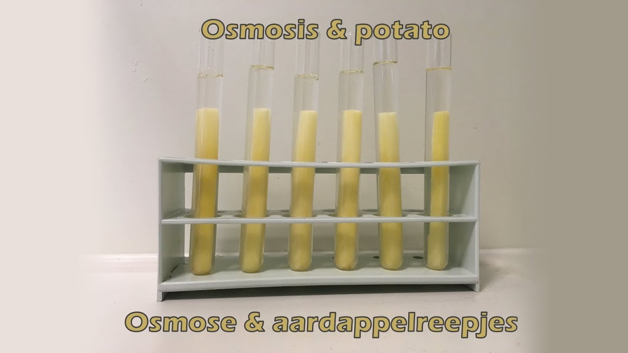 Osmose & aardappelreepjes in zoutoplossingen - Osmosis & potato in salt - Hoe Maak Je Een Zoutoplossing