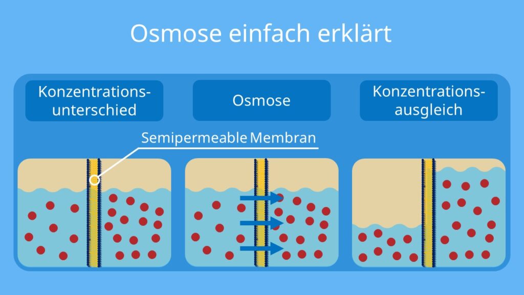 Osmose In Het Dagelijks Leven