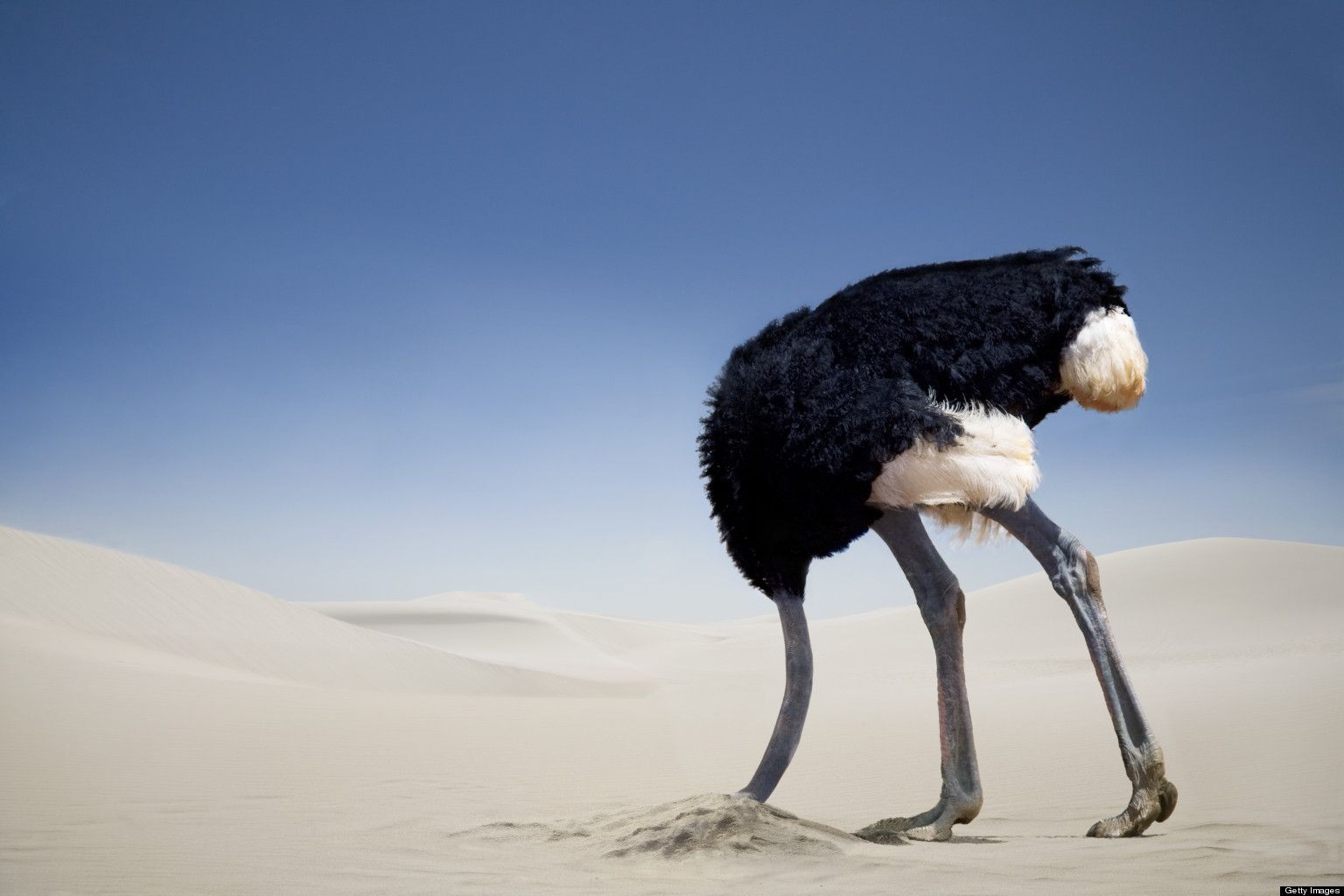 Kop In Het Zand Steken Psychologie