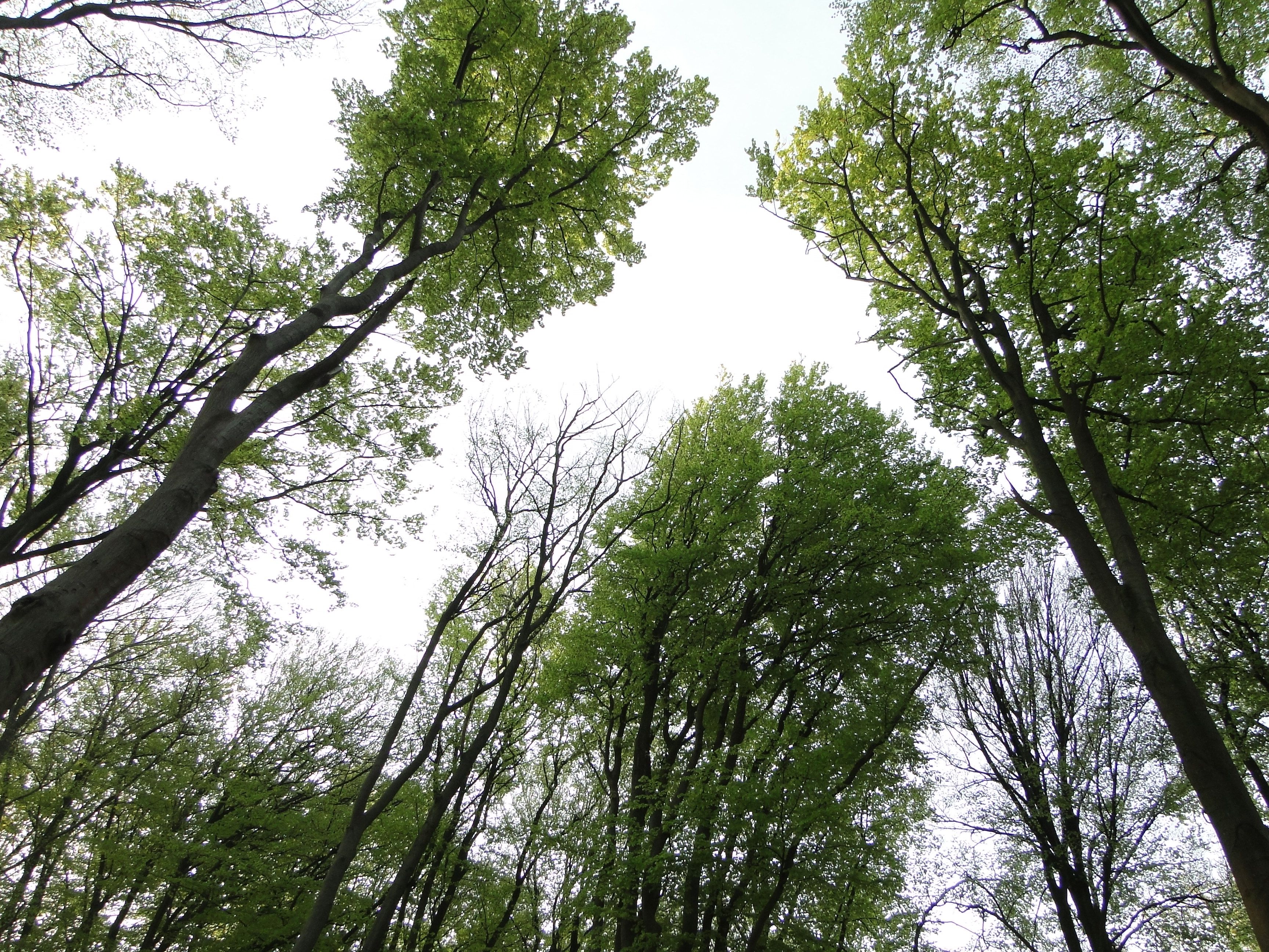 Hoge Bomen Vangen Veel Wind Betekenis