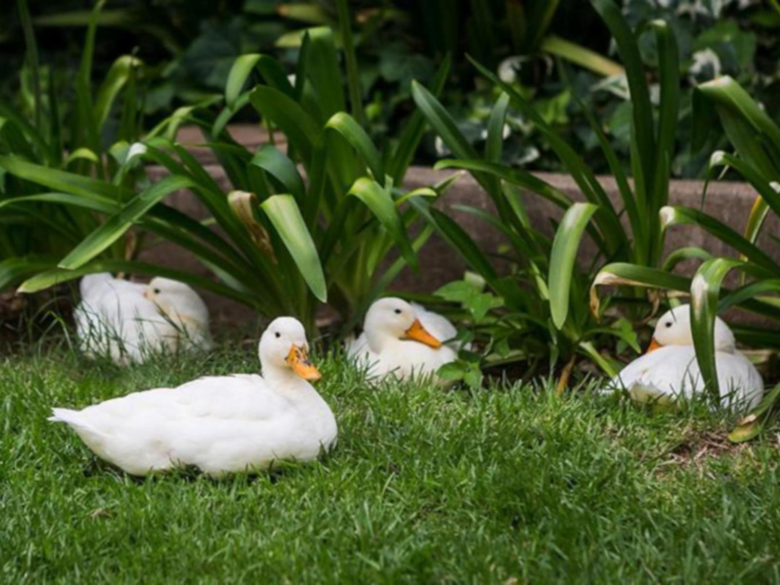 Oude Pastorie and KarooWerf | Escape to the Country - Uit De Pastorie Deel 11