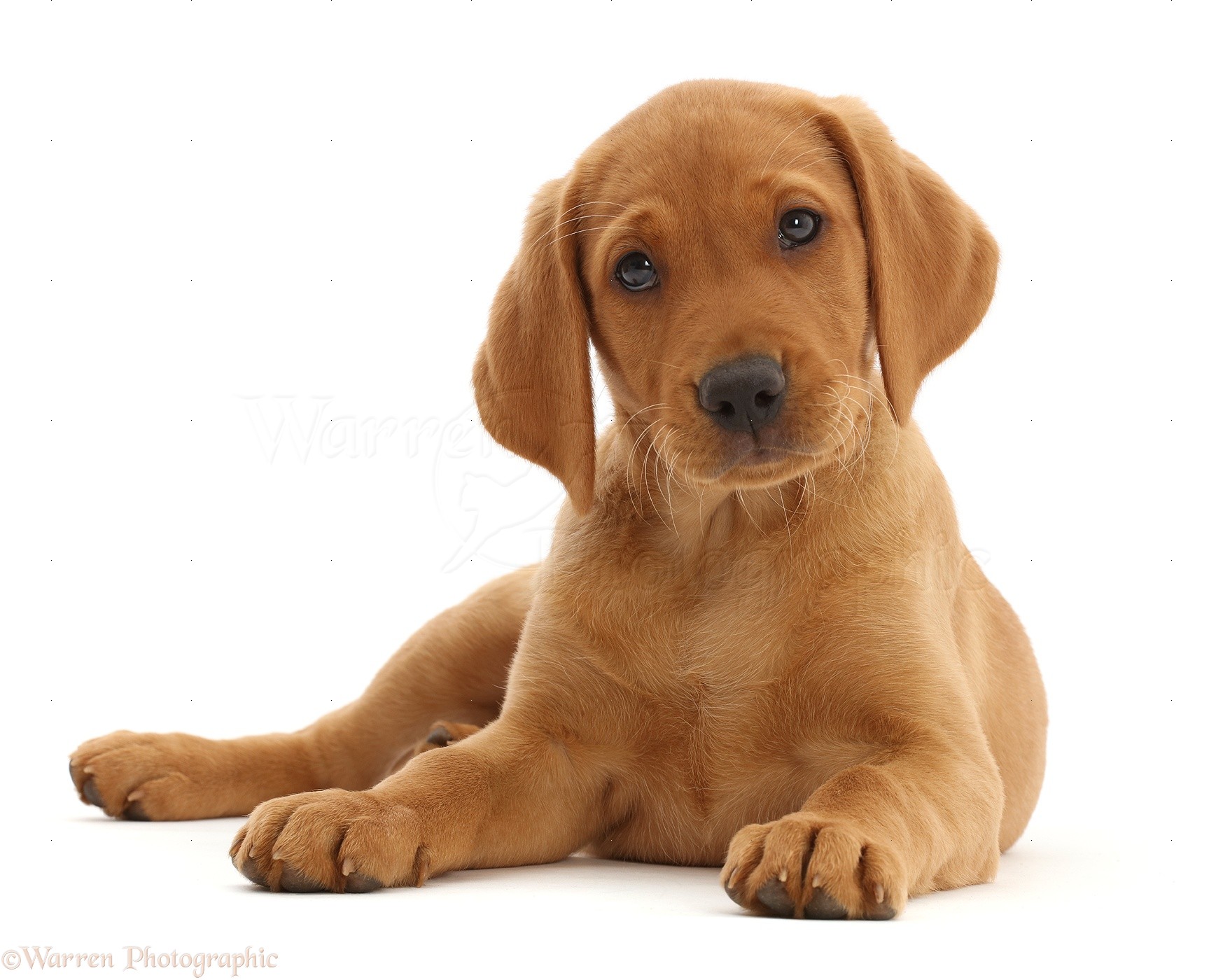 Our Fox Red Labrador Puppy R/labrador, 44% OFF - Puppy Hond Tekenen In Stappen