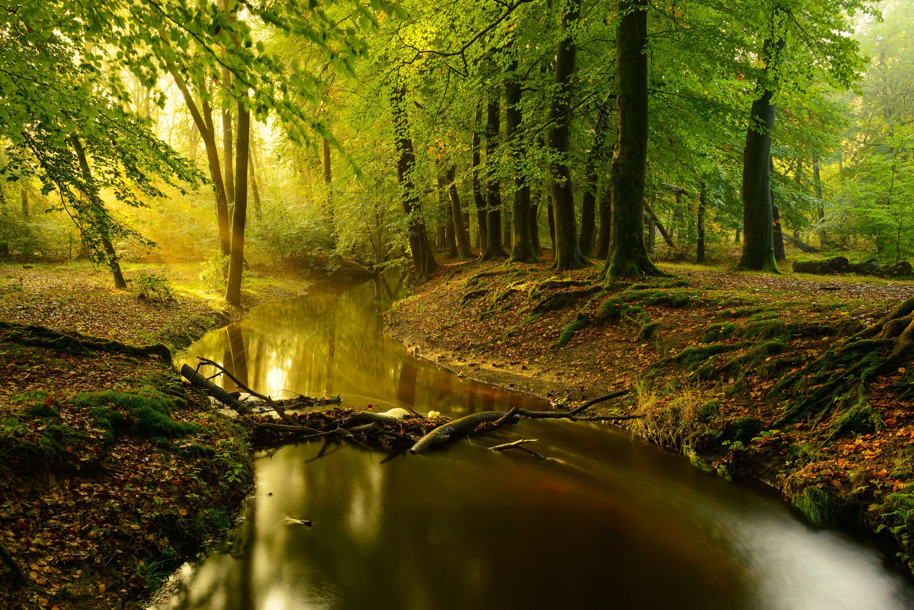 [Outdoors] Leuvenum forest near Ermelo, Netherlands : r/natureporn - Welke Twee Belangrijke Natuurgebieden Zijn Er In Peru
