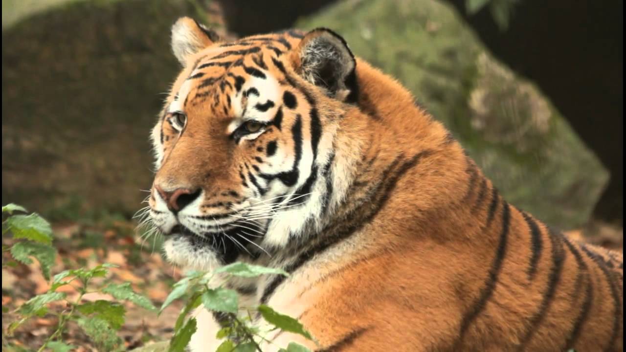 Ouwehands Dierenpark: Siberische Tijger - YouTube - Hoeveel Siberische Tijgers Zijn Er Nog