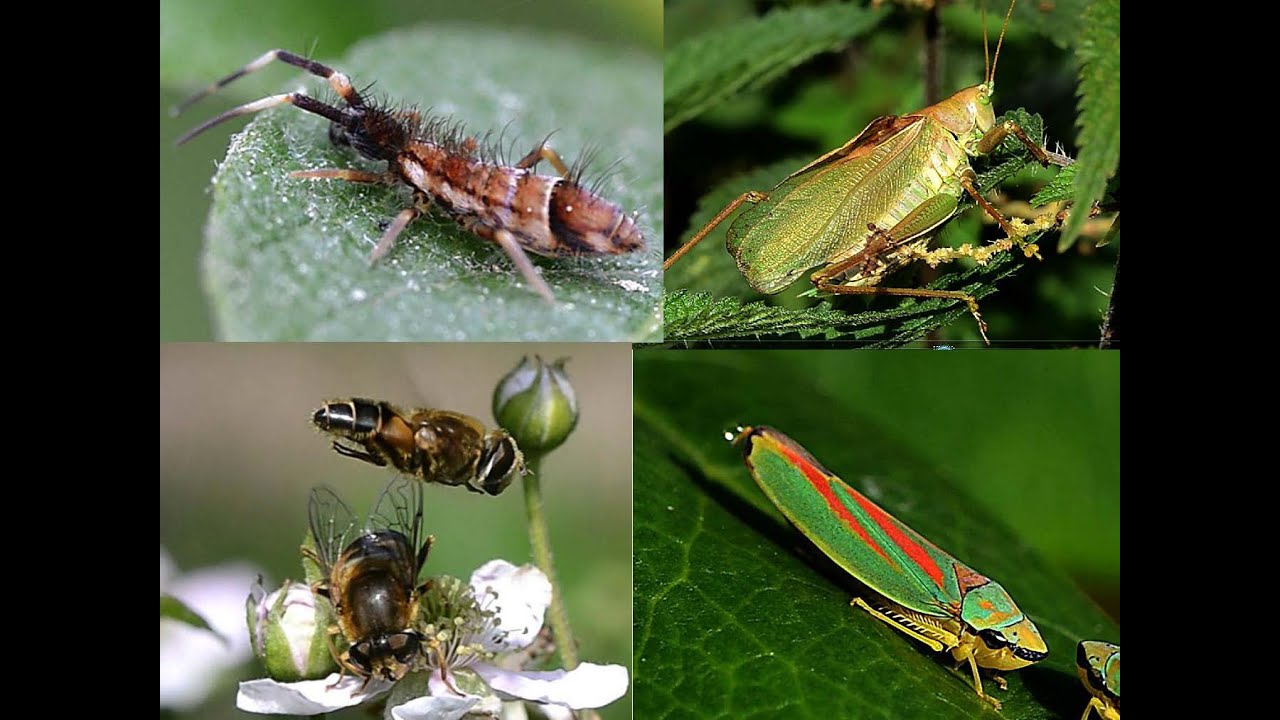 Hoeveel Soorten Insecten Zijn Er Ongeveer Bekend