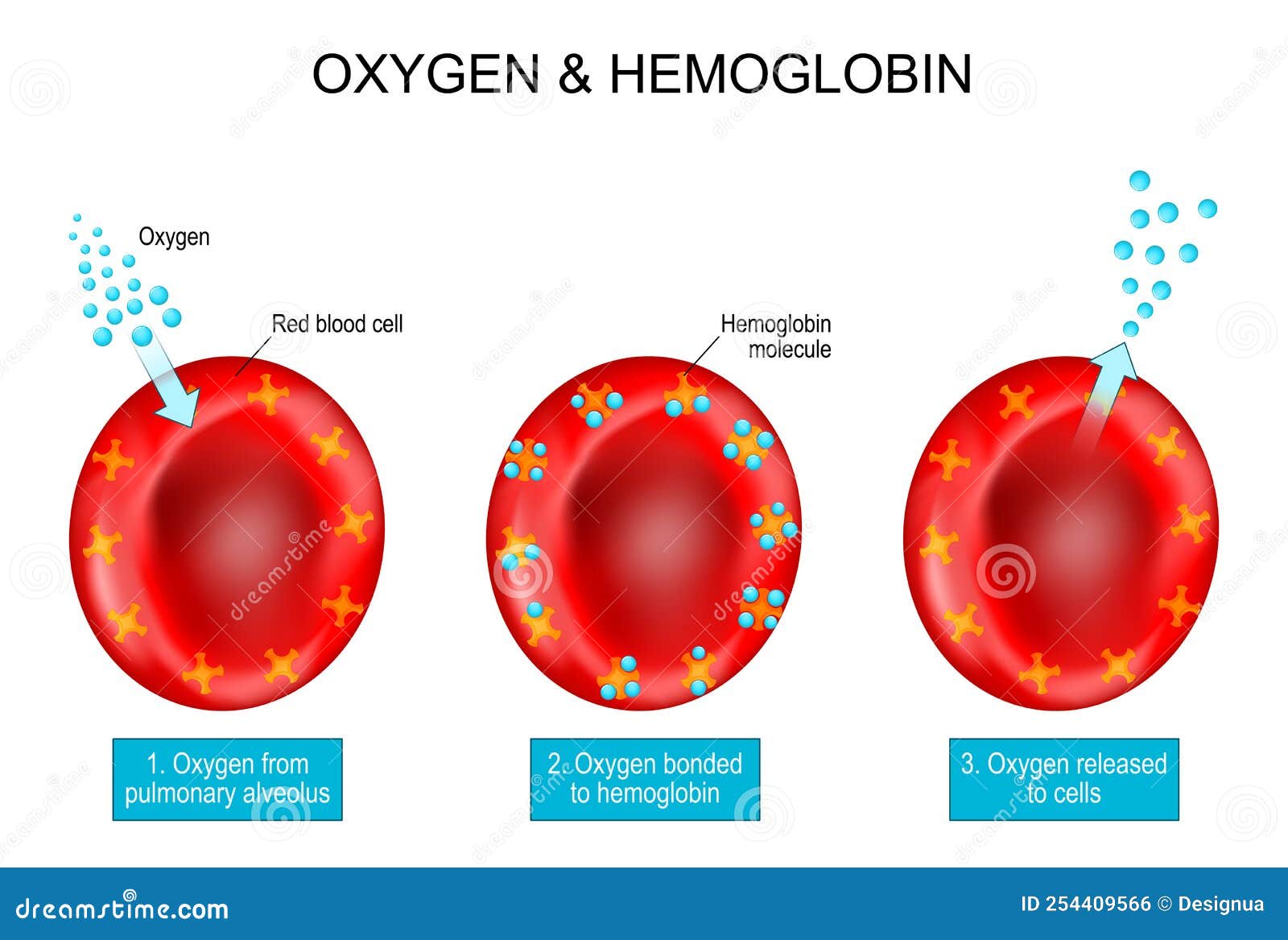 Oxygen And Hemoglobin. Red Blood Cells With Hemoglobin Molecule Vector - Wat Is Hemoglobine In Bloedonderzoek