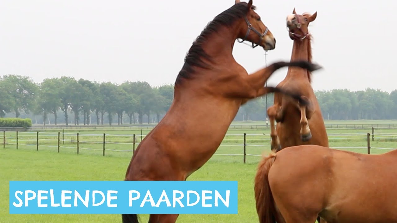 Paarden die in de wei spelen - YouTube - Waar Kun Je Olympische Spelen Kijken