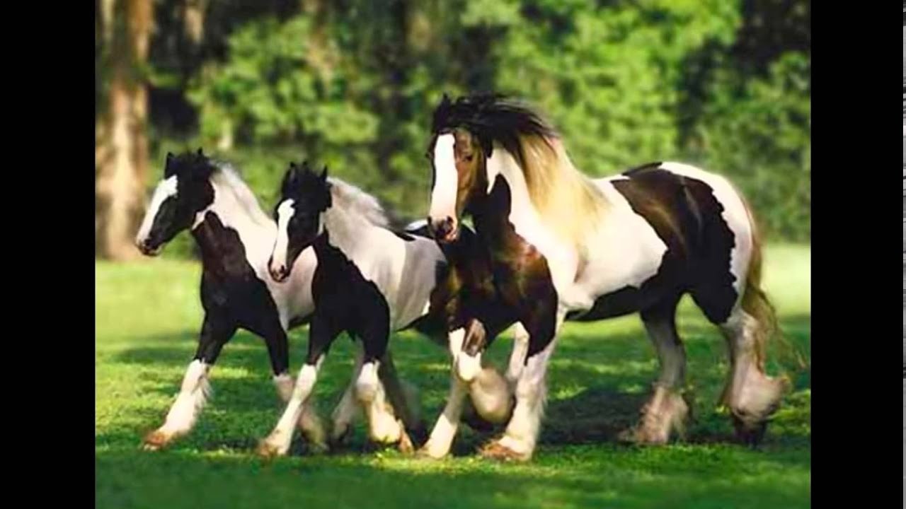 Wat Voor Soort Paarden Zijn Er