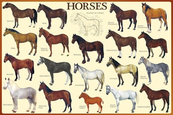 paardenrassen poster - Google zoeken Horse Species, Horse Anatomy - Wat Voor Soort Paarden Zijn Er