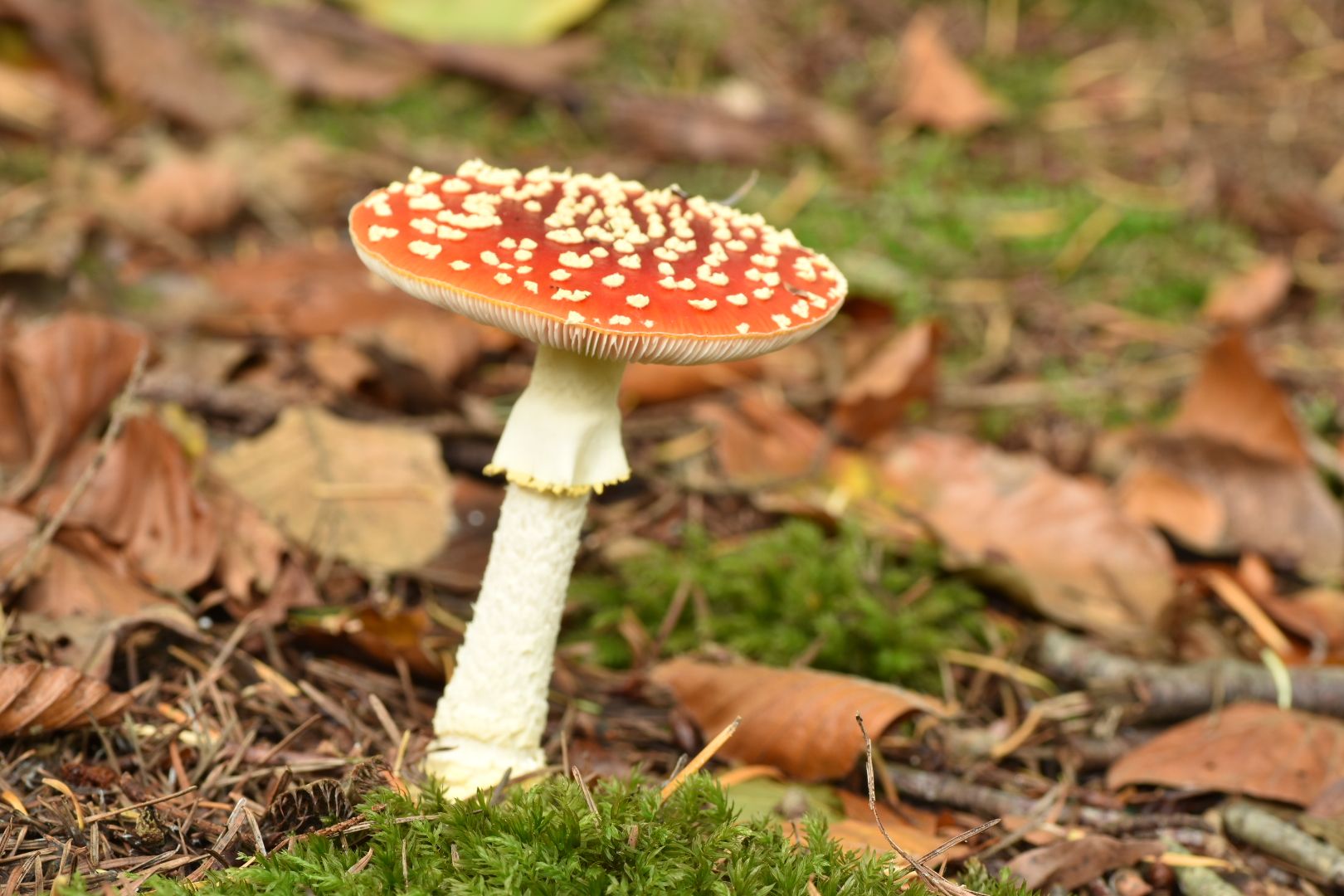 Paddenstoel Die Vaak Groepsgewijs Op Hout Groeit