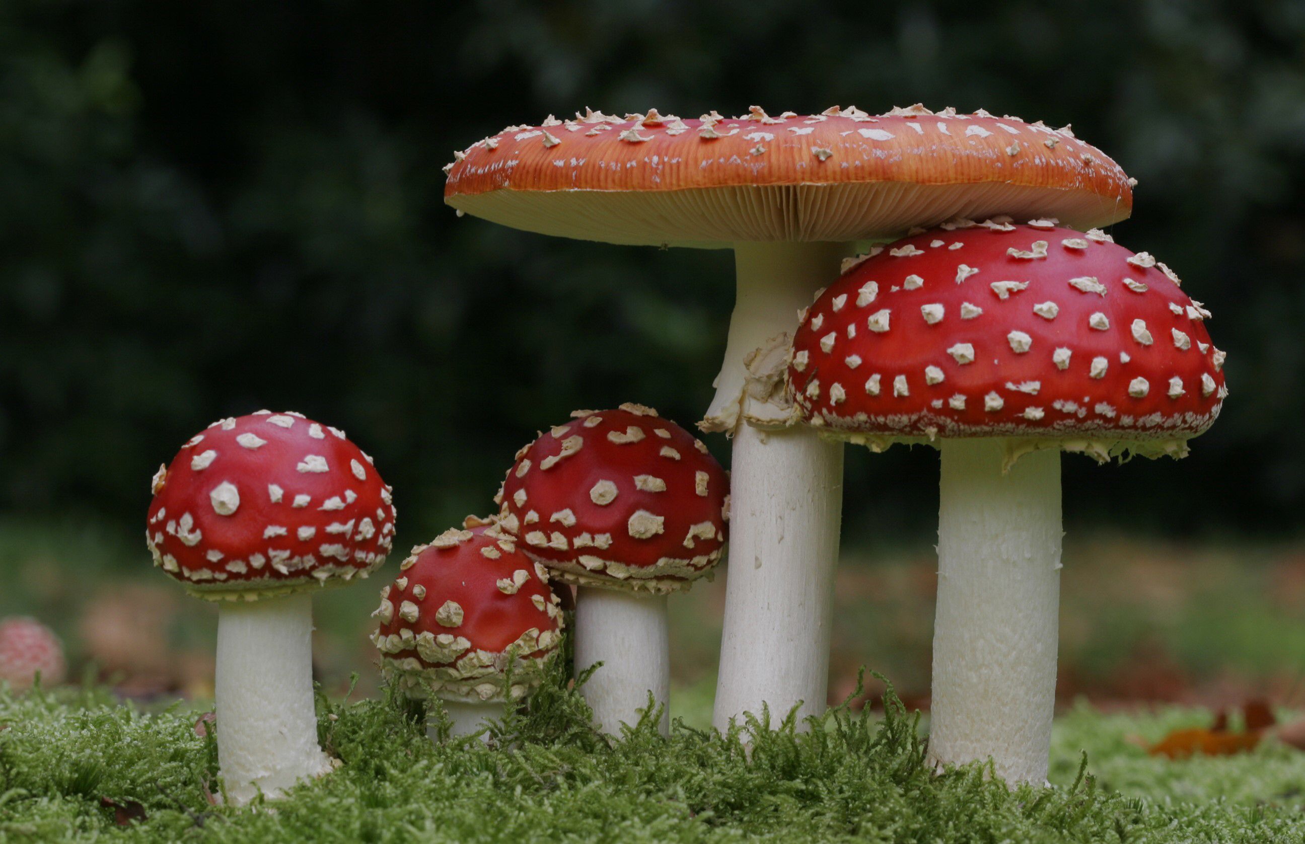 Paddenstoelen | Pilze, Genießbare pilze, Schnittchen - Rood Met Witte Stippen Paddenstoel