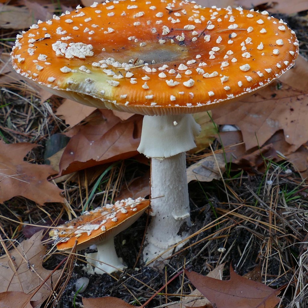 Mag Je Paddestoelen Plukken In Nederland